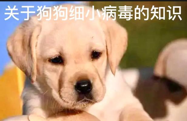 最佳犬类细小疾病康复饮食指南，帮助宠物早日恢复健康(图3)
