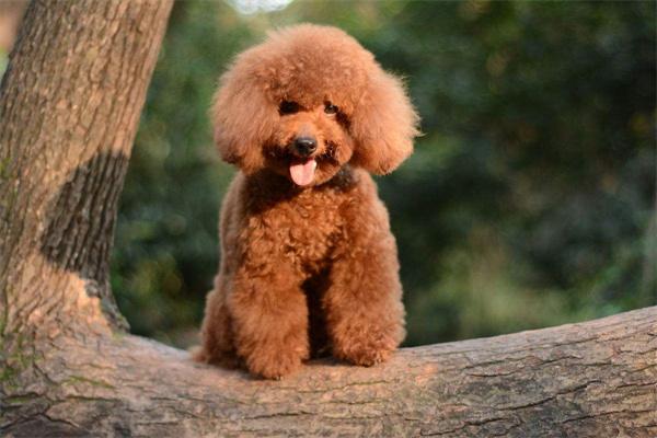 宠物狗的基本训练有哪些？(图1)