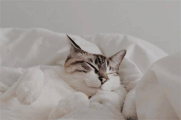 养宠物有哪些坏处？请看完再决定养不养 - 悠悠酷狗网