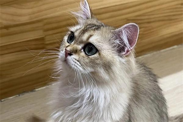猫咪为什么容易得猫鼻支? 猫咪为什么容易得猫鼻支?(图1)