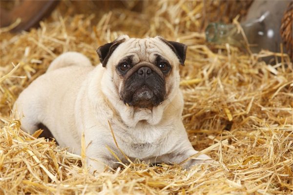 小狗怀孕的特征都有哪些？ - 悠悠酷狗网