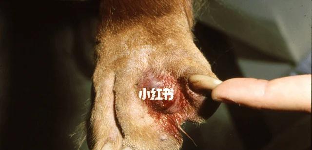 小狗频繁舔爪子的原因及有效护理措施解析(图1)