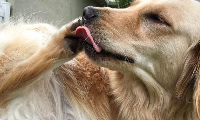 小狗频繁舔爪子的原因及有效护理措施解析(图2)