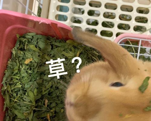 兔子小便颜色变化指南及健康提示 - 悠悠酷狗网