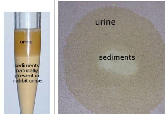 兔子小便颜色变化指南及健康提示(图2)