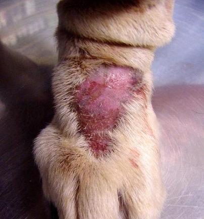 小狗频繁舔爪子的原因及有效护理措施解析(图3)