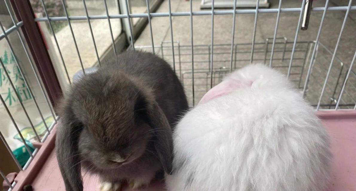 兔子小便颜色变化指南及健康提示(图3)