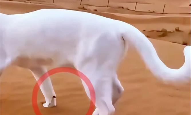 猫咪走路不稳的原因及改善方法分析(图3)