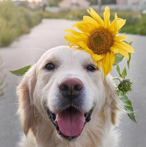 成年狗狗水果食用指南:营养丰富又安全的选择(图2) 成年狗狗水果食用指南:营养丰富又安全的选择(图2)