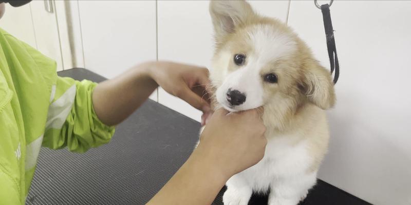 新幼犬养护全指南：安全、饮食、训练与健康护理(图3)