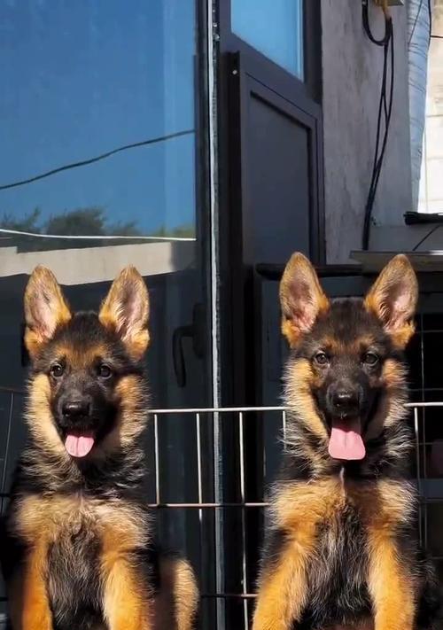 选择合适的栓链，提升德牧的安全与舒适(图3)