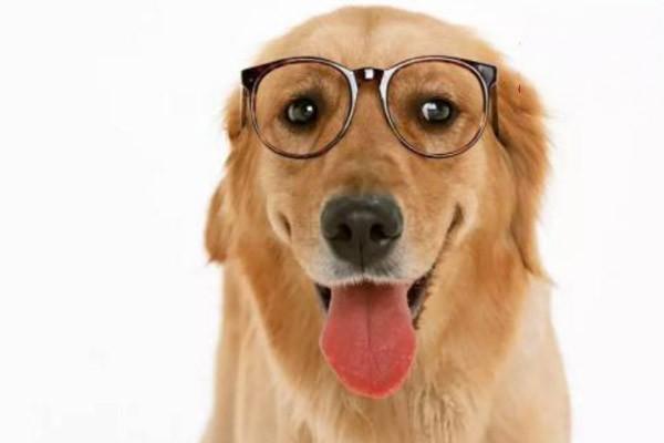 犬猫传染性口腔乳头状瘤 - 悠悠酷狗网