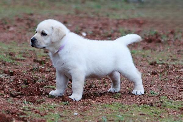 犬猫外耳炎 - 悠悠酷狗网