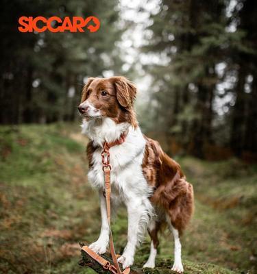 狗狗脖子细的原因解析：遗传、营养与环境影响(图2)