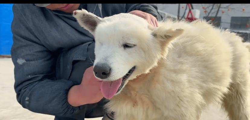 狗狗脖子细的原因解析：遗传、营养与环境影响(图3)