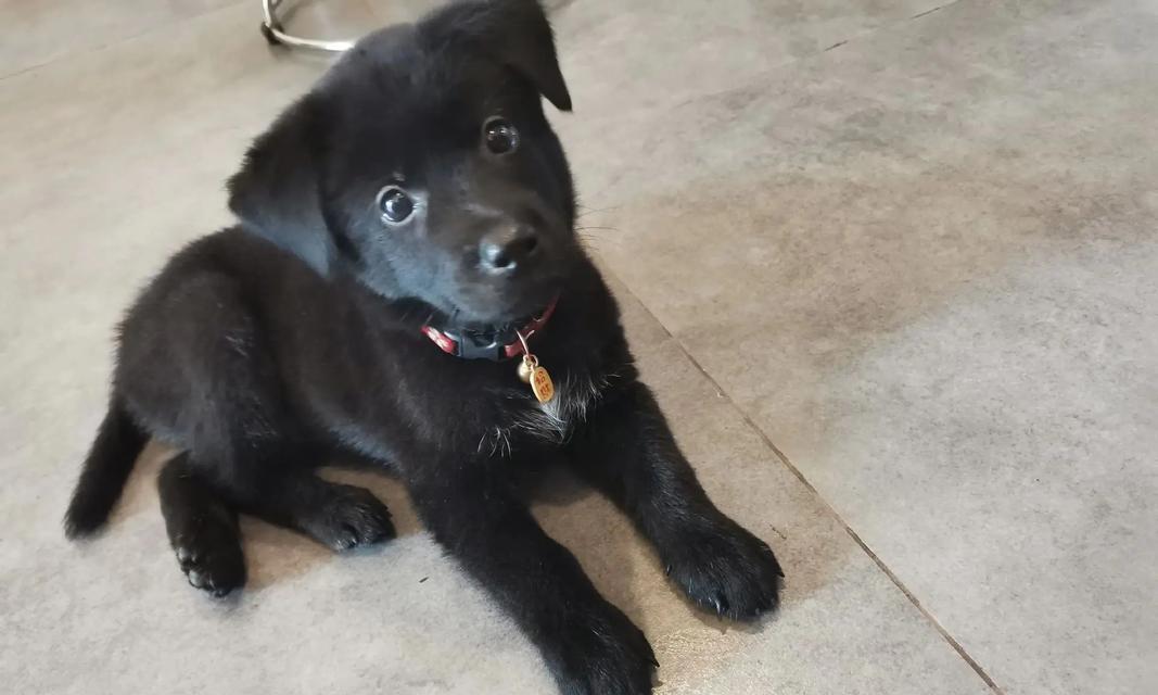 狗狗脖子细的原因解析：遗传、营养与环境影响(图1)