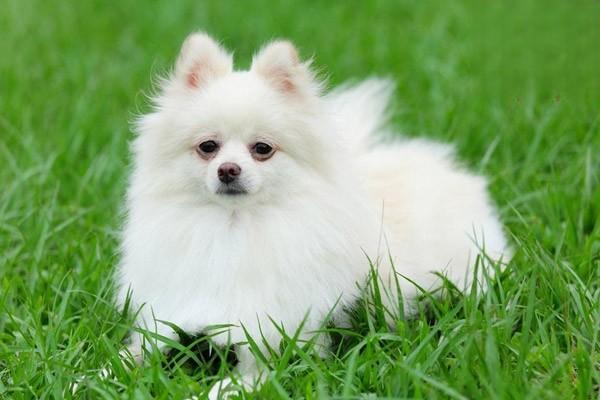 犬猫泪道阻塞(图2)