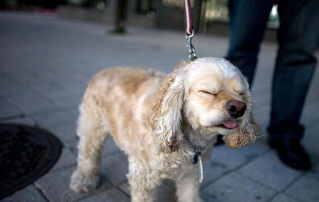 狗狗流鼻涕打喷嚏的原因与科学应对方法(图2)