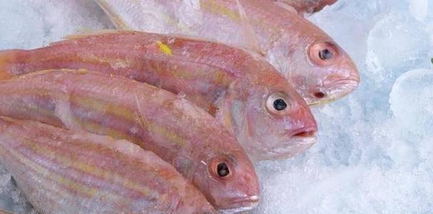 鱼类多样食物选择与饮食习惯解析(图3)