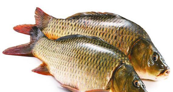 鱼类多样食物选择与饮食习惯解析(图2)