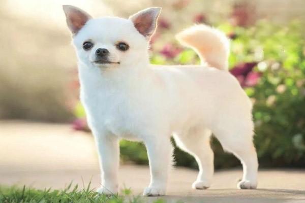 犬猫视神经炎 - 悠悠酷狗网