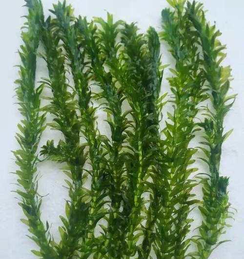 以水草适合何种水质?(水质要求下的水草生长研究)(图3) 以水草适合何种水质?(水质要求下的水草生长研究)(图3)