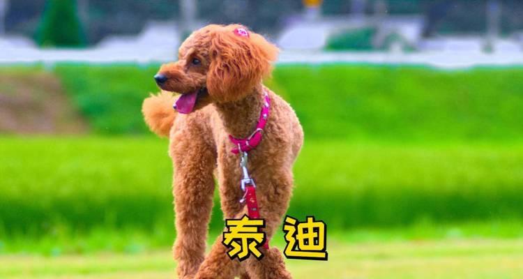 深入了解泰迪(泰迪犬的性格、外貌和训练技巧)(图3) 深入了解泰迪(泰迪犬的性格、外貌和训练技巧)(图3)