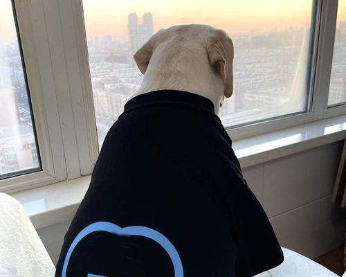 金毛狗何时掉毛?(了解金毛狗的掉毛周期及原因)(图1) 金毛狗何时掉毛?(了解金毛狗的掉毛周期及原因)(图1)