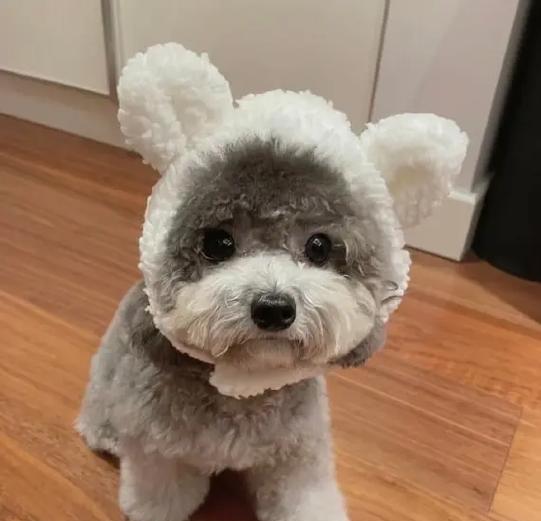 深入了解泰迪(泰迪犬的性格、外貌和训练技巧)(图2) 深入了解泰迪(泰迪犬的性格、外貌和训练技巧)(图2)