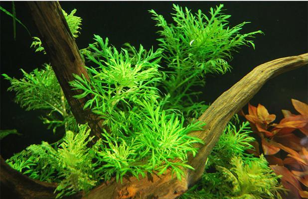 不同水质对水草生长的影响（探究水质对水草生长的关键因素及适宜条件） - 悠悠酷狗网