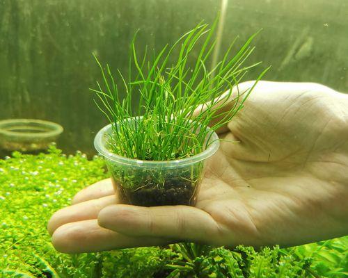 不同水质对水草生长的影响(探究水质对水草生长的关键因素及适宜条件)(图2) 不同水质对水草生长的影响(探究水质对水草生长的关键因素及适宜条件)(图2)