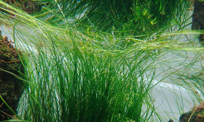 不同水质对水草生长的影响(探究水质对水草生长的关键因素及适宜条件)(图3) 不同水质对水草生长的影响(探究水质对水草生长的关键因素及适宜条件)(图3)