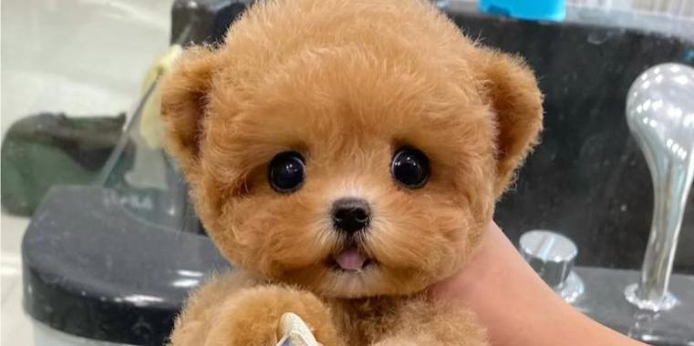 深入了解泰迪(泰迪犬的性格、外貌和训练技巧)(图1) 深入了解泰迪(泰迪犬的性格、外貌和训练技巧)(图1)