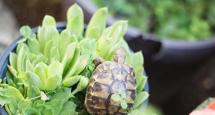 乌龟的饮食习惯与时间（探究乌龟什么时候吃饭的规律与原因）(图2)
