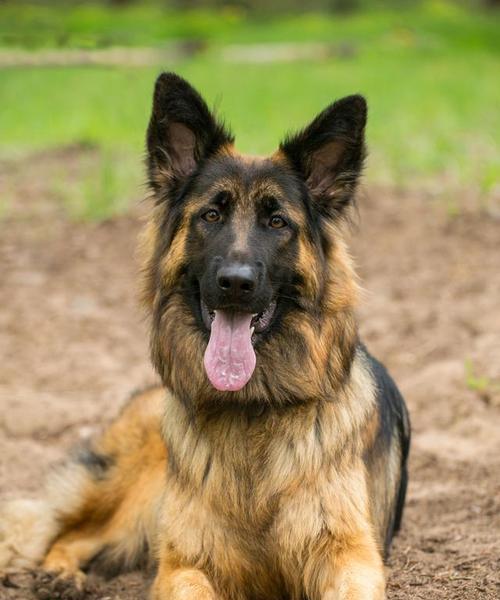 狗的本领和外形解密(揭秘狗的能力和外貌特征,让你对这些可爱的生物有更深入的了解)(图2) 狗的本领和外形解密(揭秘狗的能力和外貌特征,让你对这些可爱的生物有更深入的了解)(图2)