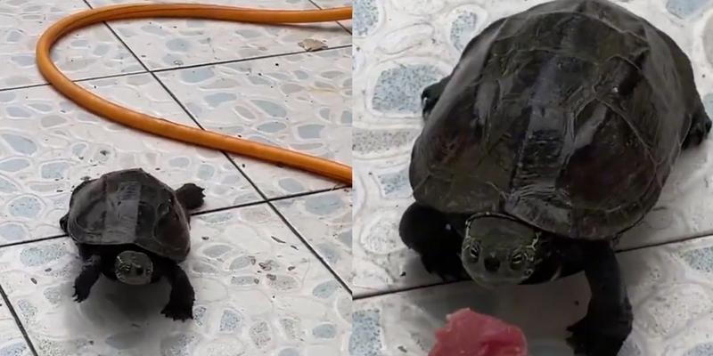 乌龟的饮食习惯与时间（探究乌龟什么时候吃饭的规律与原因）(图3)