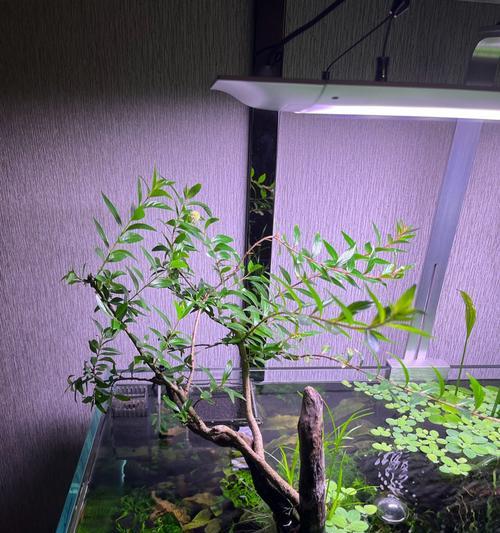 以水草适合何种水质？（水质要求下的水草生长研究） - 悠悠酷狗网