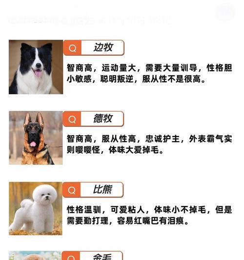 狗的本领和外形解密（揭秘狗的能力和外貌特征，让你对这些可爱的生物有更深入的了解） - 悠悠酷狗网