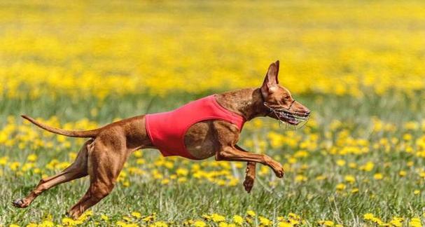 狗的本领和外形解密(揭秘狗的能力和外貌特征,让你对这些可爱的生物有更深入的了解)(图3) 狗的本领和外形解密(揭秘狗的能力和外貌特征,让你对这些可爱的生物有更深入的了解)(图3)