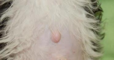 小狗为什么没有肚脐?(探寻小狗肚脐消失的奥秘)(图2) 小狗为什么没有肚脐?(探寻小狗肚脐消失的奥秘)(图2)