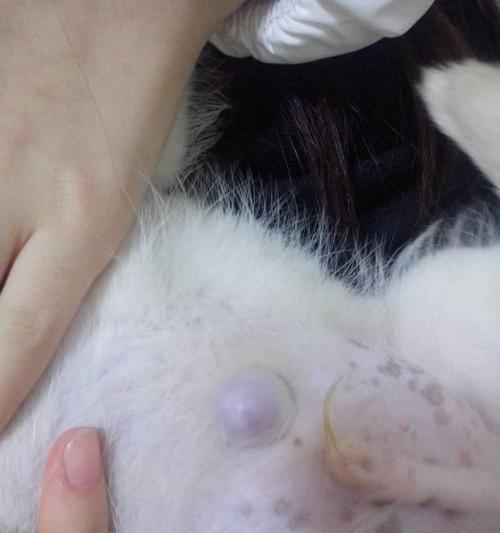 小狗为什么没有肚脐？（探寻小狗肚脐消失的奥秘） - 悠悠酷狗网