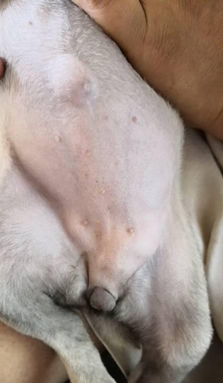 小狗为什么没有肚脐?(探寻小狗肚脐消失的奥秘)(图3) 小狗为什么没有肚脐?(探寻小狗肚脐消失的奥秘)(图3)