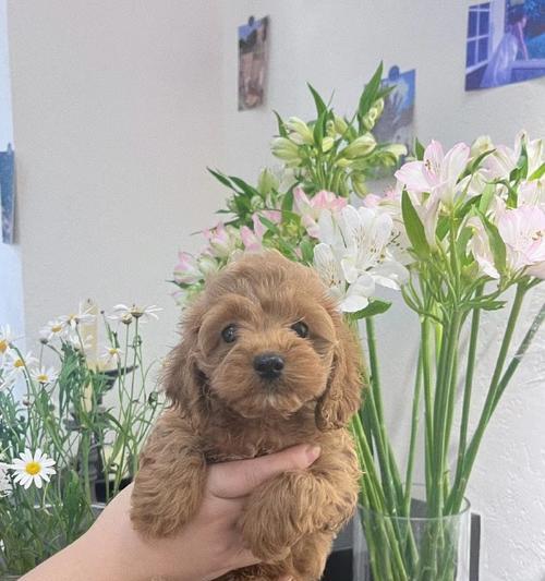 成都犬舍（探索成都犬舍的多样魅力，让你爱上这座城市）(图3)