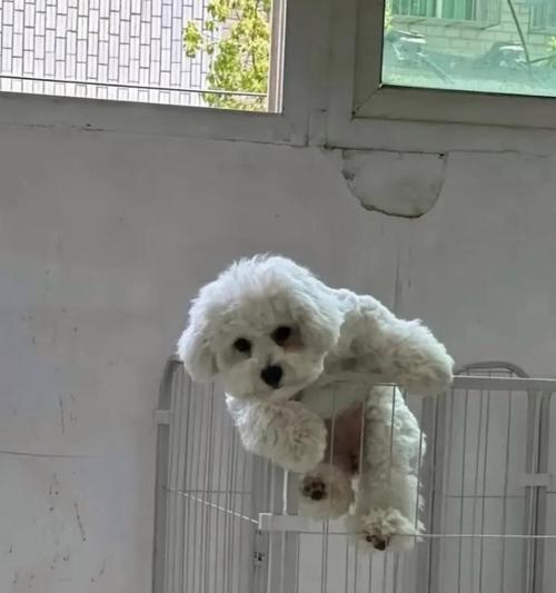 狗追逐各种动物的原因与行为分析(图2)