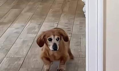 狗追逐各种动物的原因与行为分析 - 悠悠酷狗网