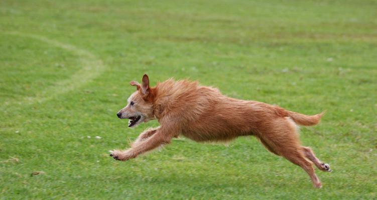 狗追逐各种动物的原因与行为分析(图3)