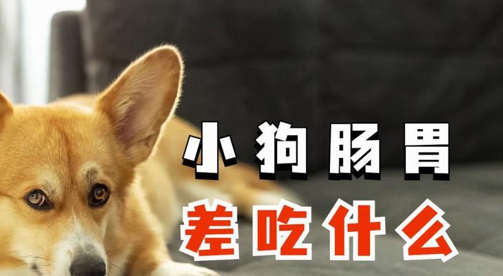 科学喂养指南：保障狗狗健康成长的关键策略 - 悠悠酷狗网