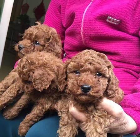 贵宾狗毛色变化全过程详解及护理指南(图2)