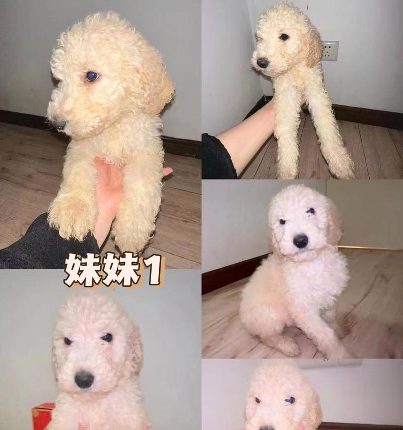 贵宾狗毛色变化全过程详解及护理指南(图3)