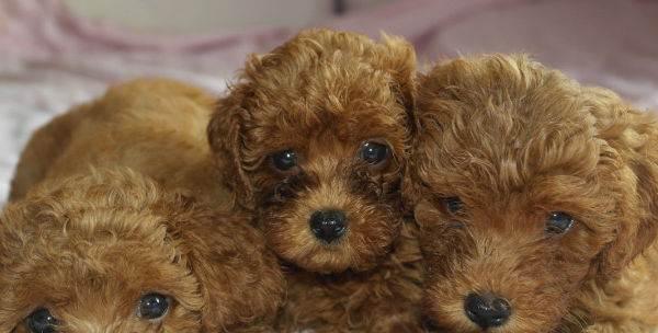 贵宾狗毛色变化全过程详解及护理指南 - 悠悠酷狗网